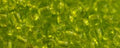 TOHO TR-08-4   8/0 Transparent Lime Green Seed Beads, 5 or 10 Grams