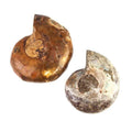 32 -36mm Ammonite Fossil Bead Set of 2 pieces