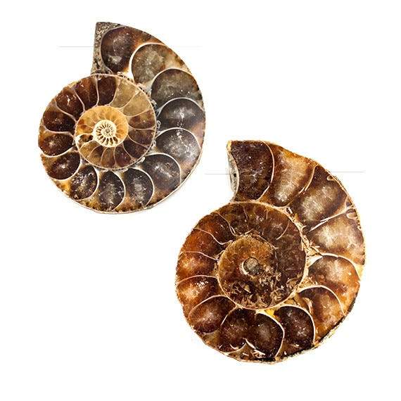 34 - 37mm Ammonite Fossil Bead Set of 2 pieces