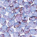 Matubo Superduo 2.5 x 5 mm 00030-15726  Vega on Crystal Beads - 5 or 10 gm